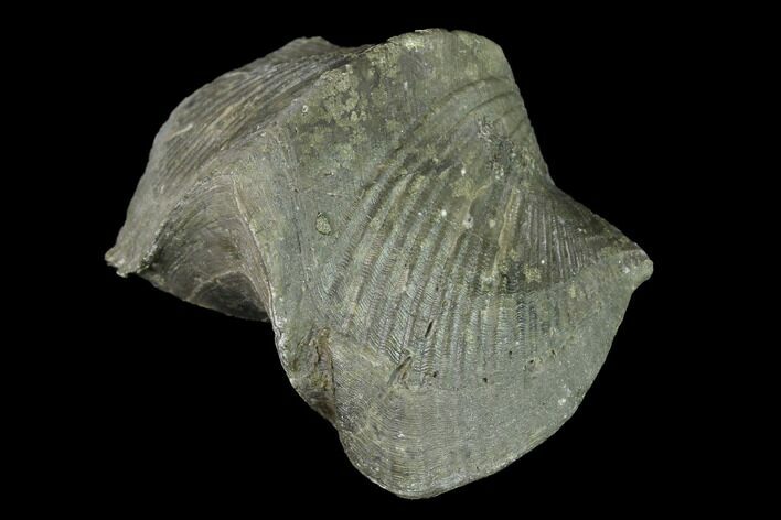 Large, Pyrite Replaced Brachiopod (Paraspirifer) Fossil - Ohio #142127